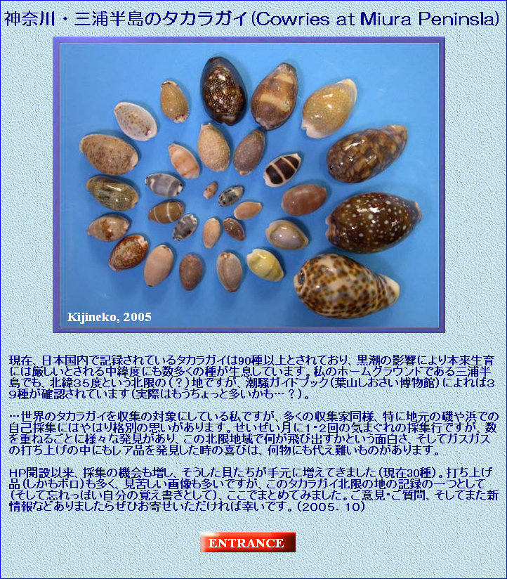 ȾΥ饬(Cowries 
at Miura Peninsla)