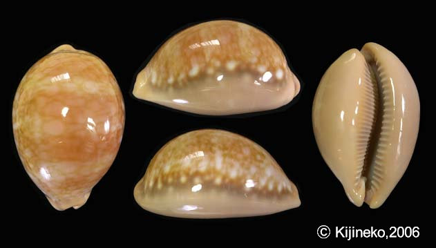 COWRIES　ソマリアサラサダカラガイ　サクライダカラガイ　2個セット　貝殻 COWRIES ソマリアサラサダカラガイ サクライダカラガイ 2個