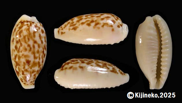 gallaryx272001.jpg