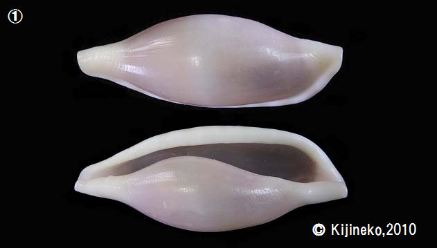 ovula142002.jpg
