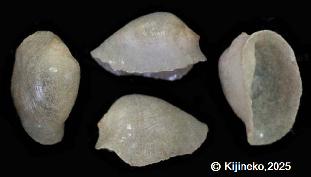 ovula257001.jpg